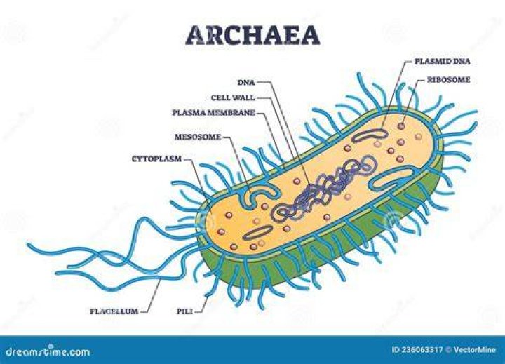 Does archaea have cell wall?