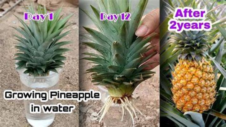 How are pineapple are grown?